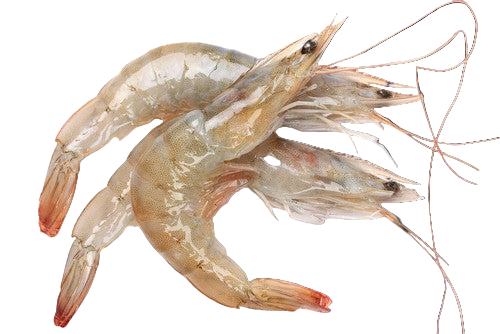 Camaron Fresco Mediano kg